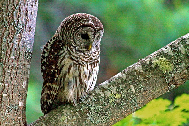 Barred Owl